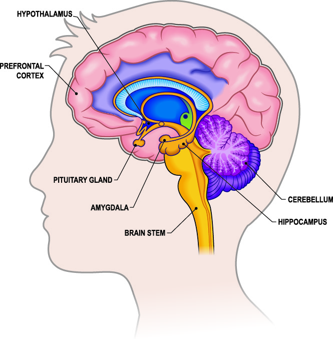 brain cross section