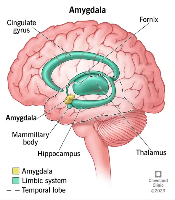 Image of the brain from Cleveland Clinic 